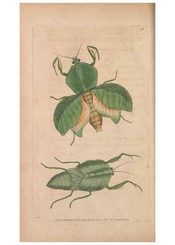 Reproducción/Reproduction 30814668026: The naturalist's miscellany, or Coloured figures of natural objects. London :Printed for Nodder & Co.,1789-1813