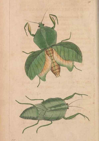 Reproducción/Reproduction 30814668026: The naturalist's miscellany, or Coloured figures of natural objects. London :Printed for Nodder & Co.,1789-1813