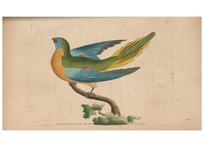 Reproducción/Reproduction 30734829552: The naturalist's miscellany, or Coloured figures of natural objects. London :Printed for Nodder & Co.,1789-1813