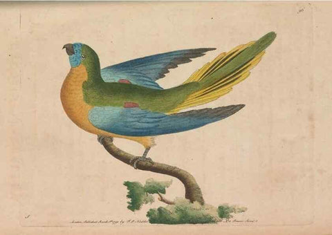 Reproducción/Reproduction 30734829552: The naturalist's miscellany, or Coloured figures of natural objects. London :Printed for Nodder & Co.,1789-1813