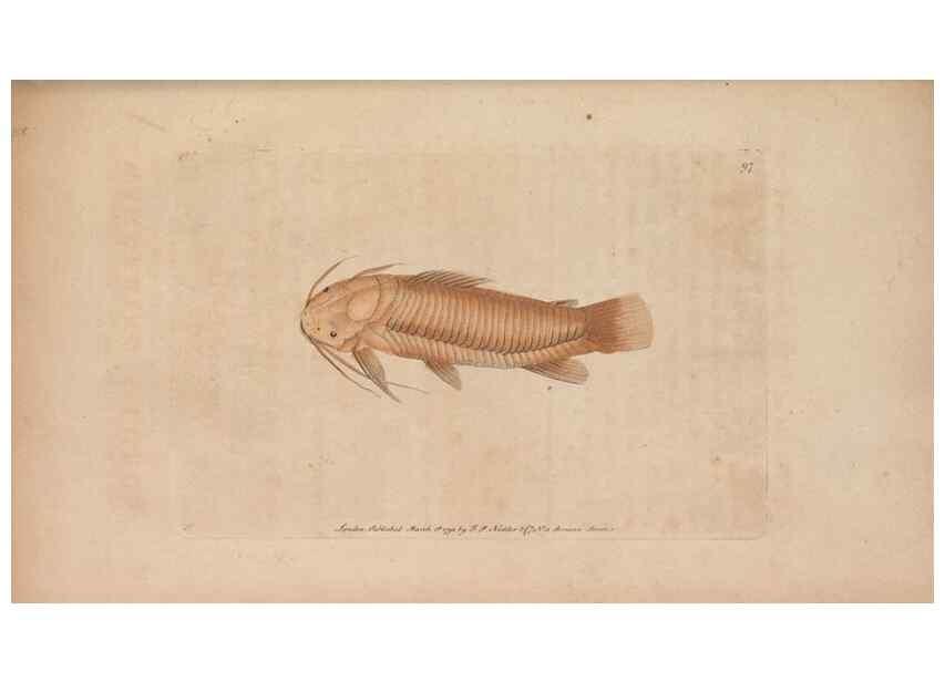 Reproducción/Reproduction 30219267794: The naturalist's miscellany, or Coloured figures of natural objects. London :Printed for Nodder & Co.,1789-1813