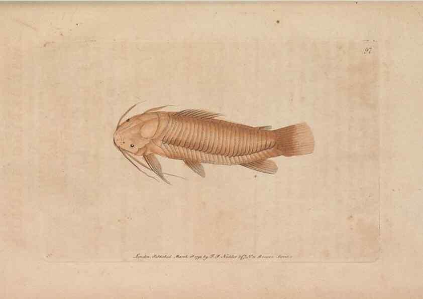 Reproducción/Reproduction 30219267794: The naturalist's miscellany, or Coloured figures of natural objects. London :Printed for Nodder & Co.,1789-1813