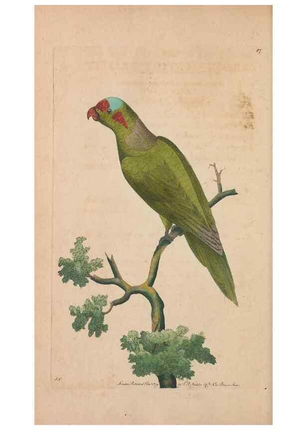 Reproducción/Reproduction 30814655496: The naturalist's miscellany, or Coloured figures of natural objects. London :Printed for Nodder & Co.,1789-1813
