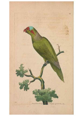 Reproducción/Reproduction 30814655496: The naturalist's miscellany, or Coloured figures of natural objects. London :Printed for Nodder & Co.,1789-1813