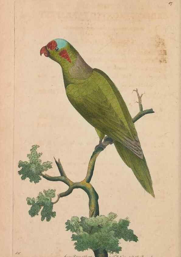 Reproducción/Reproduction 30814655496: The naturalist's miscellany, or Coloured figures of natural objects. London :Printed for Nodder & Co.,1789-1813