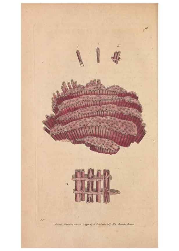 Reproducción/Reproduction 30814672616: The naturalist's miscellany, or Coloured figures of natural objects. London :Printed for Nodder & Co.,1789-1813