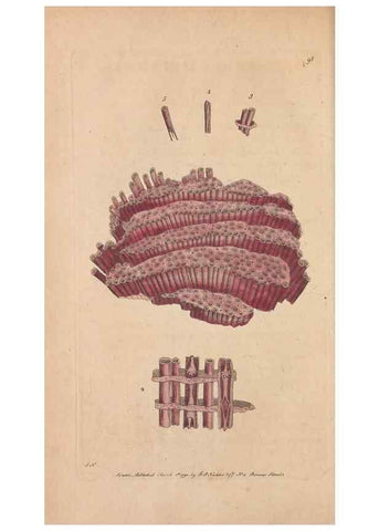 Reproducción/Reproduction 30814672616: The naturalist's miscellany, or Coloured figures of natural objects. London :Printed for Nodder & Co.,1789-1813