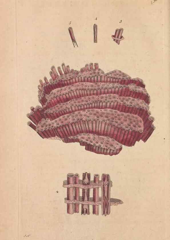 Reproducción/Reproduction 30814672616: The naturalist's miscellany, or Coloured figures of natural objects. London :Printed for Nodder & Co.,1789-1813
