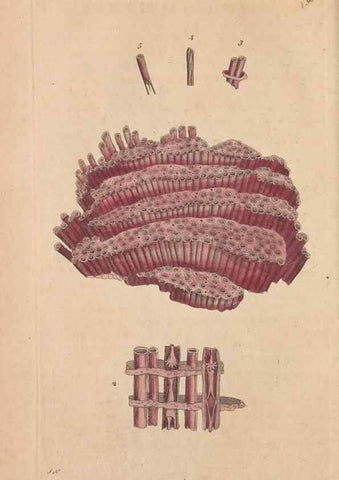 Reproducción/Reproduction 30814672616: The naturalist's miscellany, or Coloured figures of natural objects. London :Printed for Nodder & Co.,1789-1813