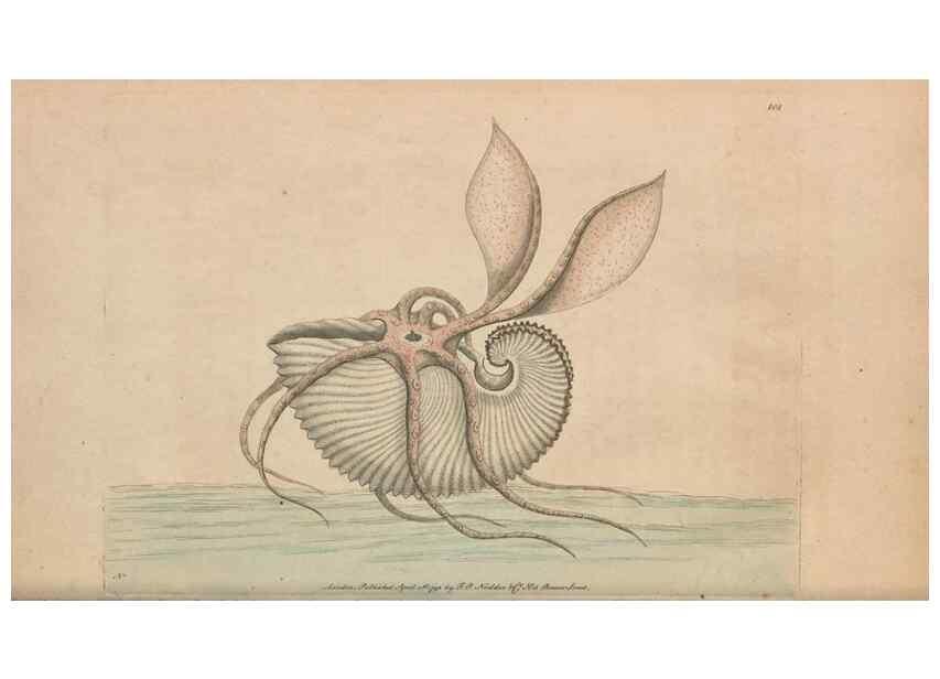 Reproducción/Reproduction 30851265365: The naturalist's miscellany, or Coloured figures of natural objects. London :Printed for Nodder & Co.,1789-1813