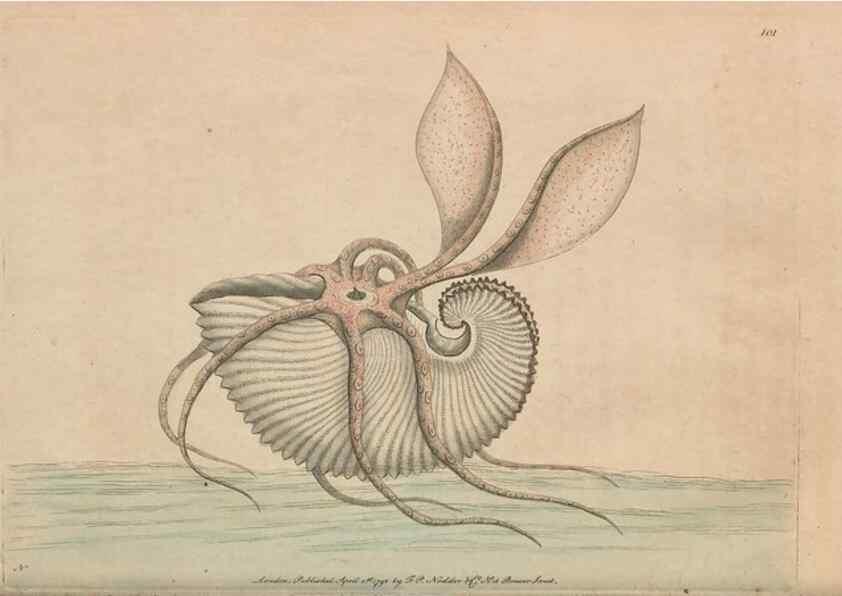 Reproducción/Reproduction 30851265365: The naturalist's miscellany, or Coloured figures of natural objects. London :Printed for Nodder & Co.,1789-1813