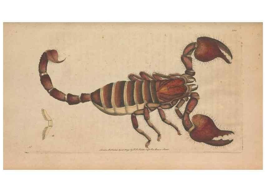 Reproducción/Reproduction 30814678526: The naturalist's miscellany, or Coloured figures of natural objects. London :Printed for Nodder & Co.,1789-1813