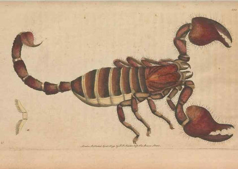 Reproducción/Reproduction 30814678526: The naturalist's miscellany, or Coloured figures of natural objects. London :Printed for Nodder & Co.,1789-1813