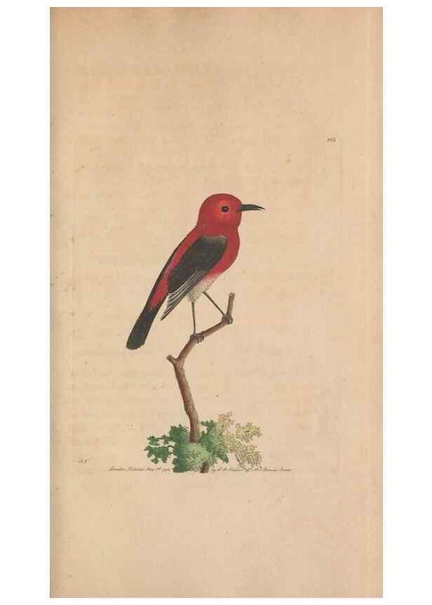 Reproducción/Reproduction 30851270275: The naturalist's miscellany, or Coloured figures of natural objects. London :Printed for Nodder & Co.,1789-1813