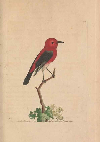 Reproducción/Reproduction 30851270275: The naturalist's miscellany, or Coloured figures of natural objects. London :Printed for Nodder & Co.,1789-1813