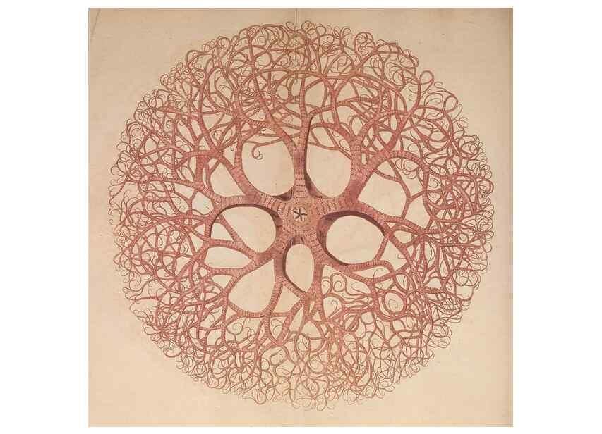 Reproducción/Reproduction 30215855363: The naturalist's miscellany, or Coloured figures of natural objects. London :Printed for Nodder & Co.,1789-1813
