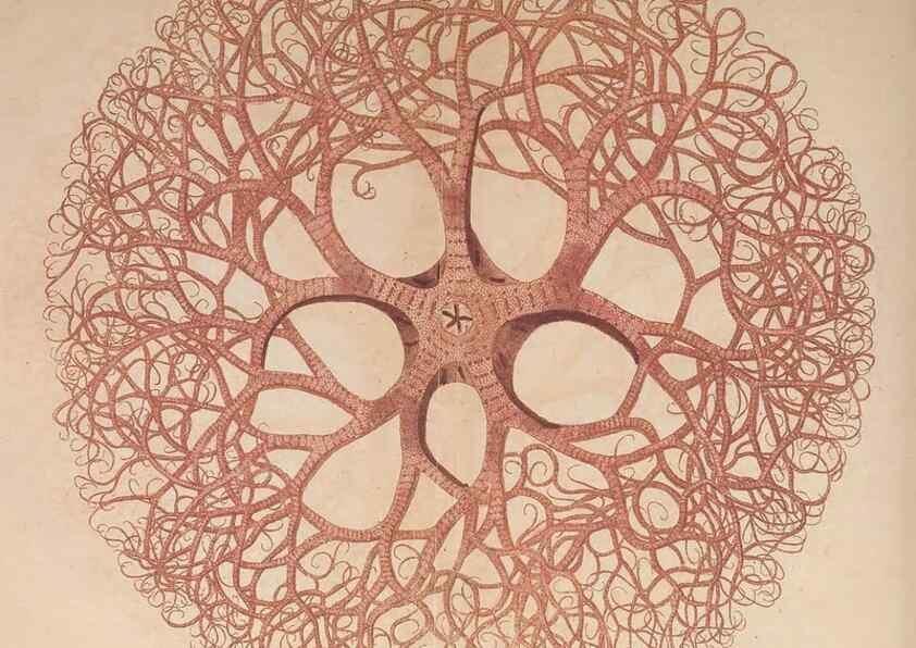Reproducción/Reproduction 30215855363: The naturalist's miscellany, or Coloured figures of natural objects. London :Printed for Nodder & Co.,1789-1813