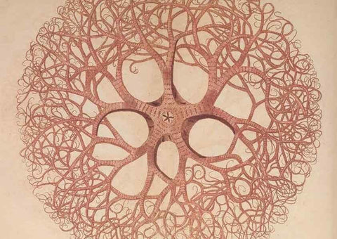 Reproducción/Reproduction 30215855363: The naturalist's miscellany, or Coloured figures of natural objects. London :Printed for Nodder & Co.,1789-1813