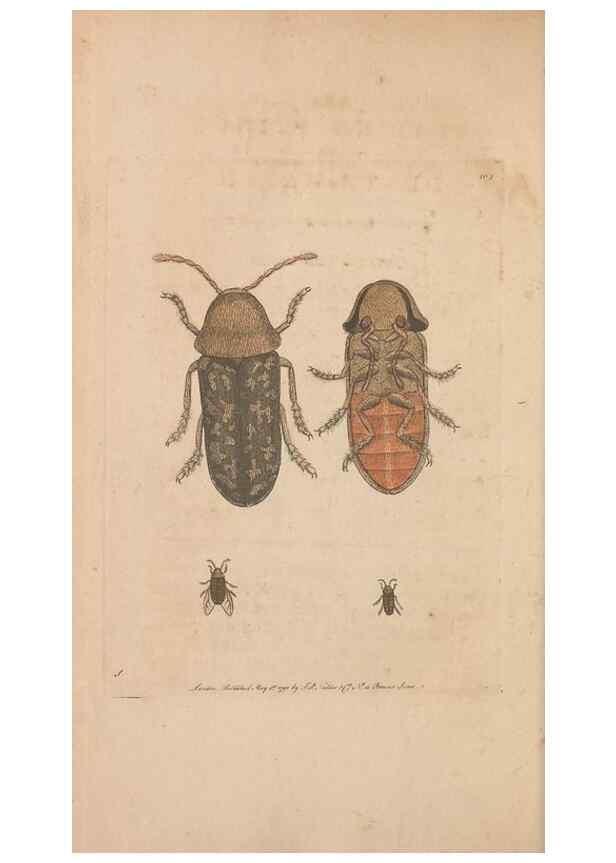 Reproducción/Reproduction 30851275955: The naturalist's miscellany, or Coloured figures of natural objects. London :Printed for Nodder & Co.,1789-1813