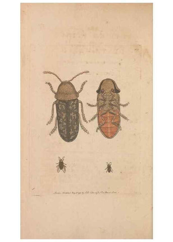 Reproducción/Reproduction 30851275955: The naturalist's miscellany, or Coloured figures of natural objects. London :Printed for Nodder & Co.,1789-1813