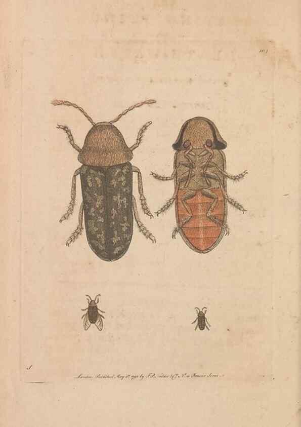 Reproducción/Reproduction 30851275955: The naturalist's miscellany, or Coloured figures of natural objects. London :Printed for Nodder & Co.,1789-1813