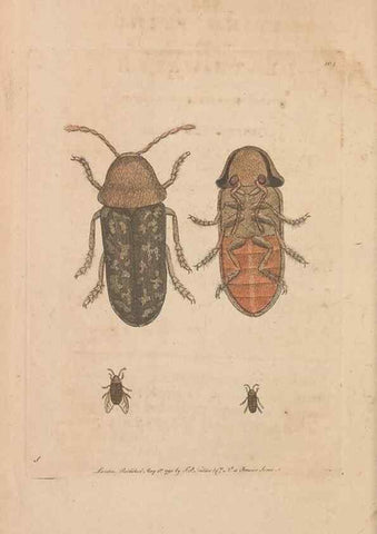 Reproducción/Reproduction 30851275955: The naturalist's miscellany, or Coloured figures of natural objects. London :Printed for Nodder & Co.,1789-1813