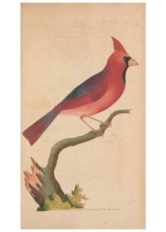 Reproducción/Reproduction 30219282204: The naturalist's miscellany, or Coloured figures of natural objects. London :Printed for Nodder & Co.,1789-1813