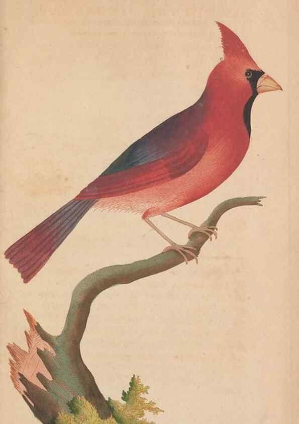 Reproducción/Reproduction 30219282204: The naturalist's miscellany, or Coloured figures of natural objects. London :Printed for Nodder & Co.,1789-1813