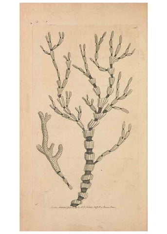 Reproducción/Reproduction 30215862233: The naturalist's miscellany, or Coloured figures of natural objects. London :Printed for Nodder & Co.,1789-1813