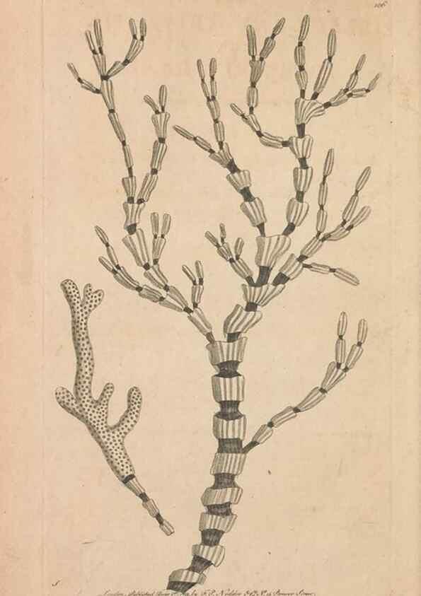 Reproducción/Reproduction 30215862233: The naturalist's miscellany, or Coloured figures of natural objects. London :Printed for Nodder & Co.,1789-1813