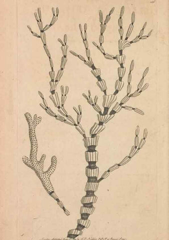 Reproducción/Reproduction 30215862233: The naturalist's miscellany, or Coloured figures of natural objects. London :Printed for Nodder & Co.,1789-1813