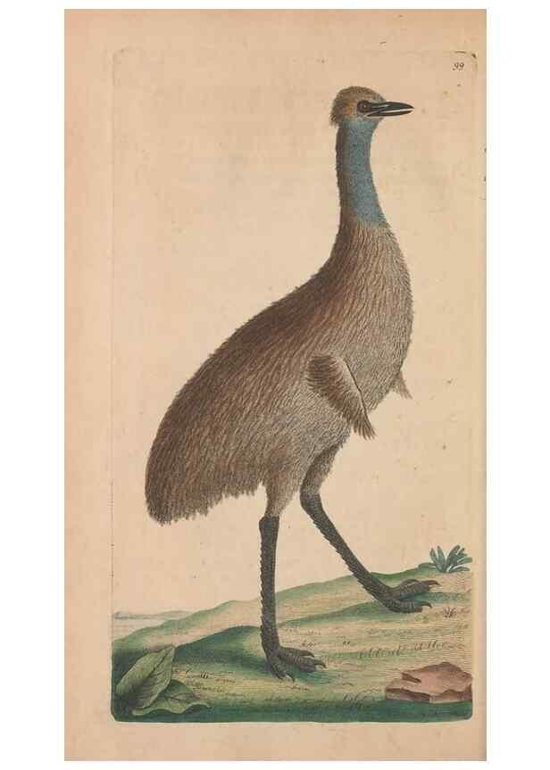 Reproducción/Reproduction 30215846353: The naturalist's miscellany, or Coloured figures of natural objects. London :Printed for Nodder & Co.,1789-1813