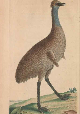 Reproducción/Reproduction 30215846353: The naturalist's miscellany, or Coloured figures of natural objects. London :Printed for Nodder & Co.,1789-1813