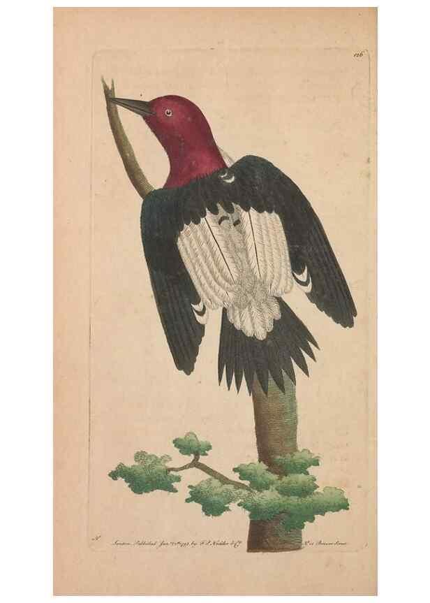 Reproducción/Reproduction 30550604630: The naturalist's miscellany, or Coloured figures of natural objects. London :Printed for Nodder & Co.,1789-1813