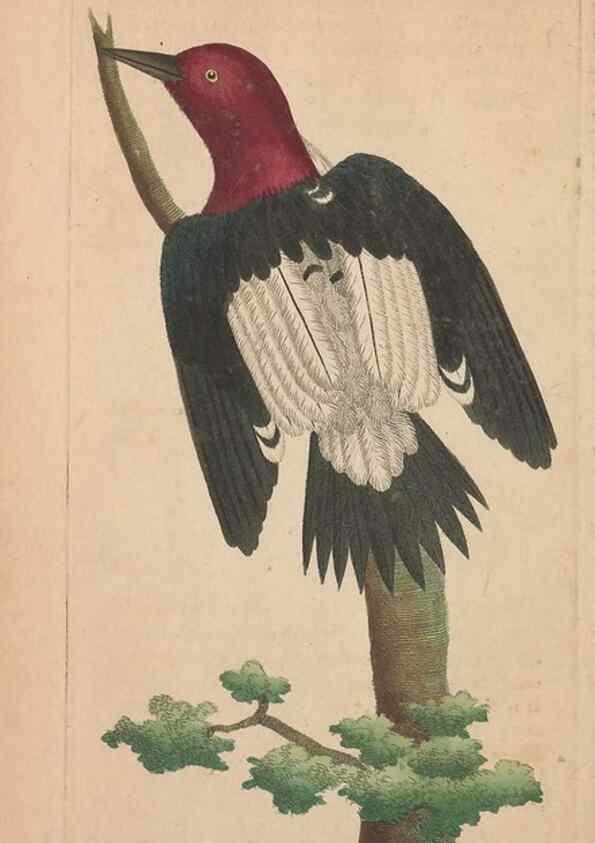 Reproducción/Reproduction 30550604630: The naturalist's miscellany, or Coloured figures of natural objects. London :Printed for Nodder & Co.,1789-1813