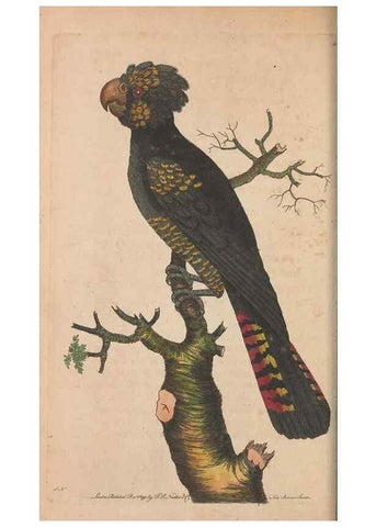 Reproducción/Reproduction 30549969590: The naturalist's miscellany, or Coloured figures of natural objects. London :Printed for Nodder & Co.,1789-1813