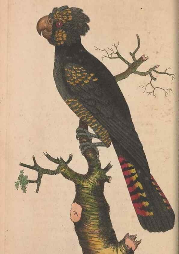Reproducción/Reproduction 30549969590: The naturalist's miscellany, or Coloured figures of natural objects. London :Printed for Nodder & Co.,1789-1813