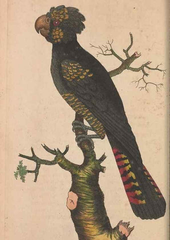 Reproducción/Reproduction 30549969590: The naturalist's miscellany, or Coloured figures of natural objects. London :Printed for Nodder & Co.,1789-1813