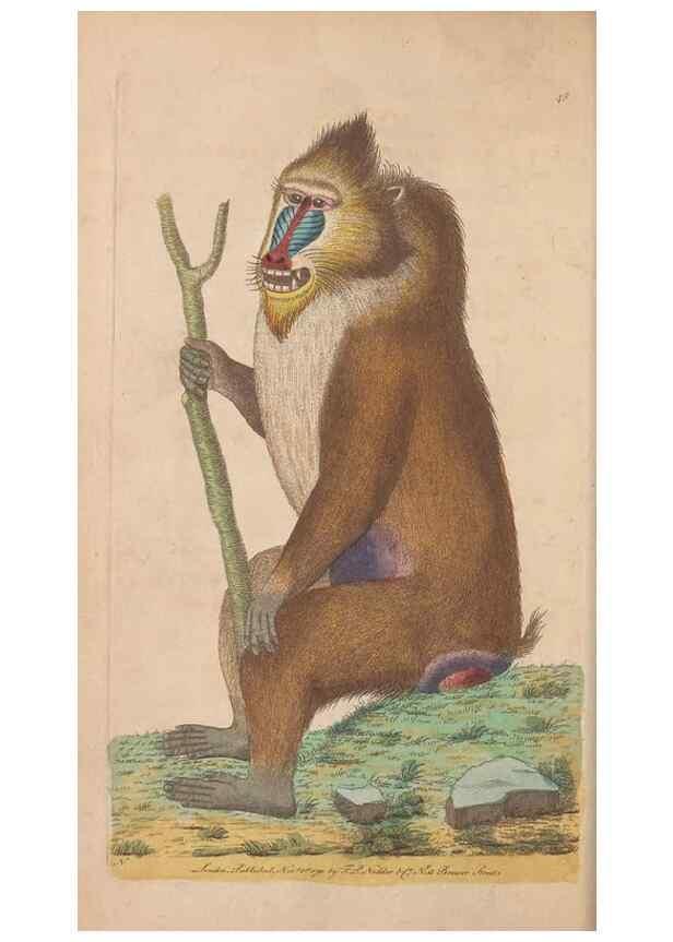 Reproducción/Reproduction 30850908445: The naturalist's miscellany, or Coloured figures of natural objects. London :Printed for Nodder & Co.,1789-1813