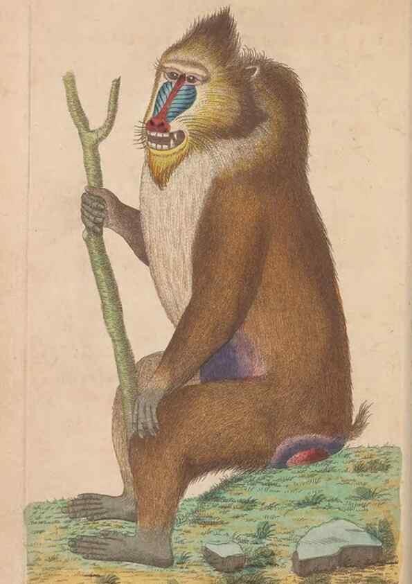 Reproducción/Reproduction 30850908445: The naturalist's miscellany, or Coloured figures of natural objects. London :Printed for Nodder & Co.,1789-1813