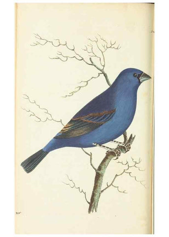 Reproducción/Reproduction 30792351956: The naturalist's miscellany, or Coloured figures of natural objects. London :Printed for Nodder & Co.,1789-1813