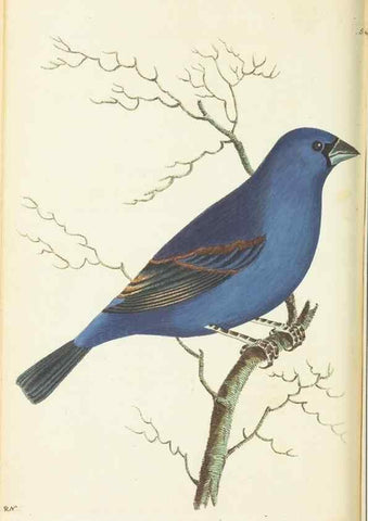 Reproducción/Reproduction 30792351956: The naturalist's miscellany, or Coloured figures of natural objects. London :Printed for Nodder & Co.,1789-1813
