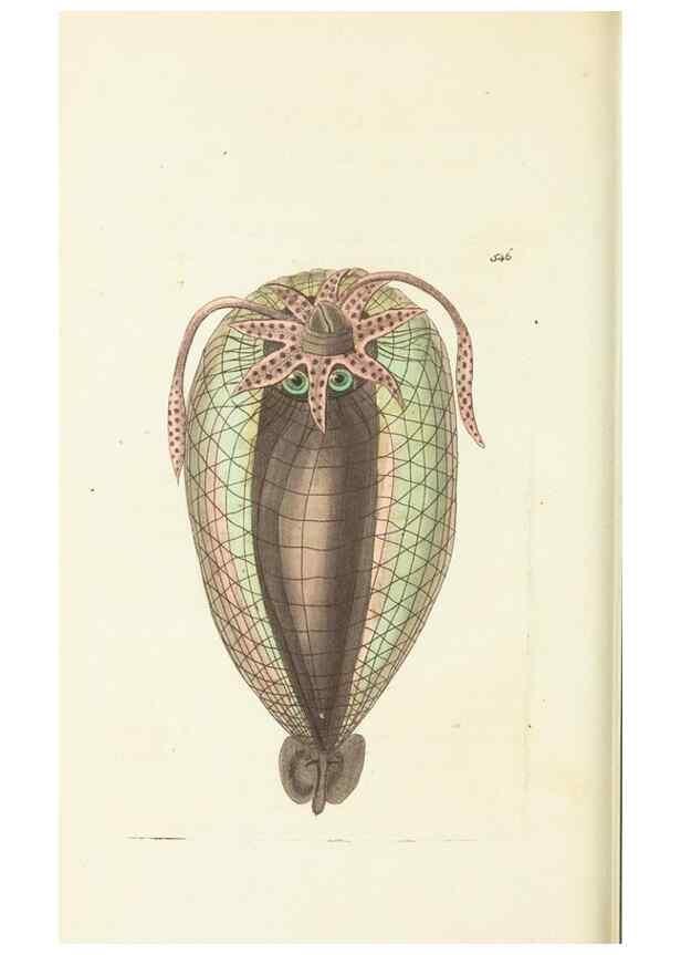 Reproducción/Reproduction 30528039120: The naturalist's miscellany, or Coloured figures of natural objects. London :Printed for Nodder & Co.,1789-1813