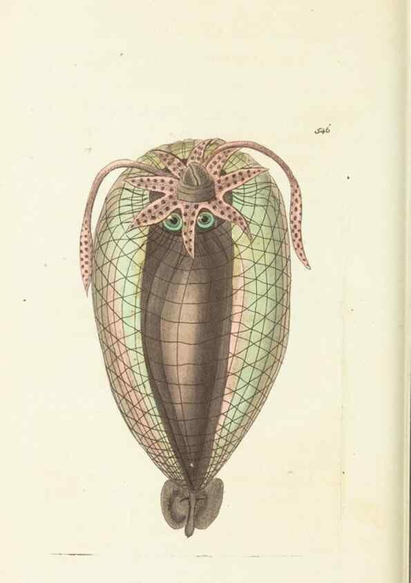 Reproducción/Reproduction 30528039120: The naturalist's miscellany, or Coloured figures of natural objects. London :Printed for Nodder & Co.,1789-1813