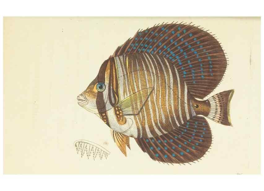 Reproducción/Reproduction 30792355496: The naturalist's miscellany, or Coloured figures of natural objects. London :Printed for Nodder & Co.,1789-1813