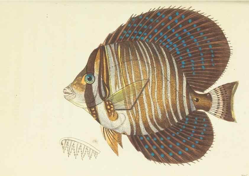 Reproducción/Reproduction 30792355496: The naturalist's miscellany, or Coloured figures of natural objects. London :Printed for Nodder & Co.,1789-1813