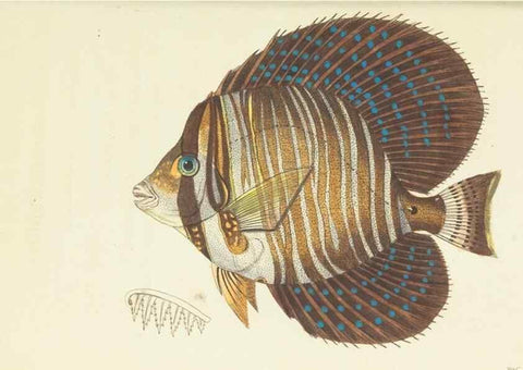 Reproducción/Reproduction 30792355496: The naturalist's miscellany, or Coloured figures of natural objects. London :Printed for Nodder & Co.,1789-1813