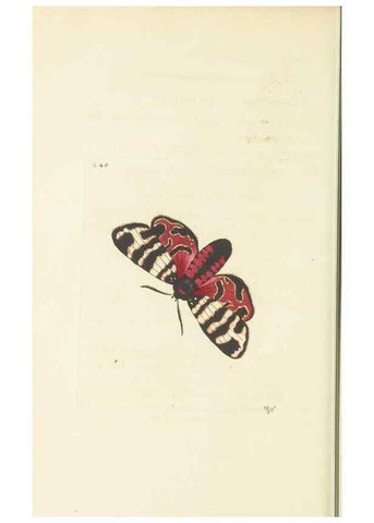 Reproducción/Reproduction 30741110361: The naturalist's miscellany, or Coloured figures of natural objects. London :Printed for Nodder & Co.,1789-1813