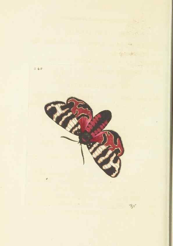 Reproducción/Reproduction 30741110361: The naturalist's miscellany, or Coloured figures of natural objects. London :Printed for Nodder & Co.,1789-1813