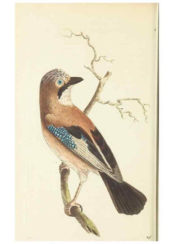 Reproducción/Reproduction 30197255624: The naturalist's miscellany, or Coloured figures of natural objects. London :Printed for Nodder & Co.,1789-1813